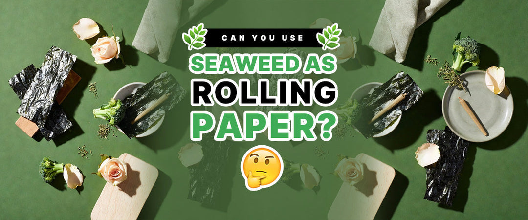 🌿 Can You Use Seaweed as Rolling Paper? 🤔